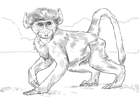 Chacma Baboon Baby Coloring Page